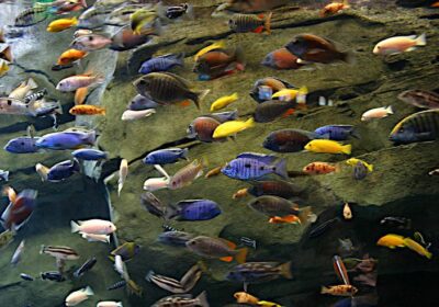 Abbinare pesci in acquario per compatibilità tra Ciclidi Mbuna del Malawi