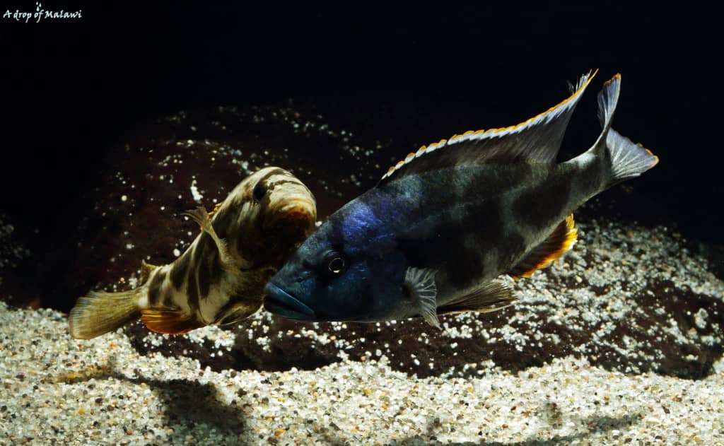 Riproduzione dei Ciclidi del Lago Malawi: coppia di Nimbochromis livingstoniidi nell'atto amoroso