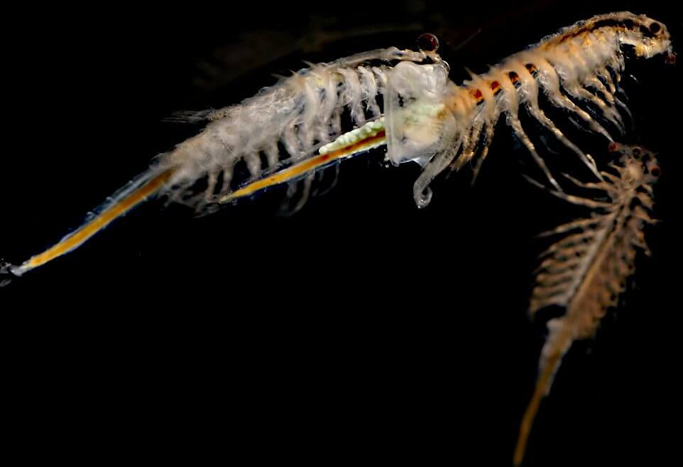 Naupli di Artemia Salina il Cibo per gli Avannotti