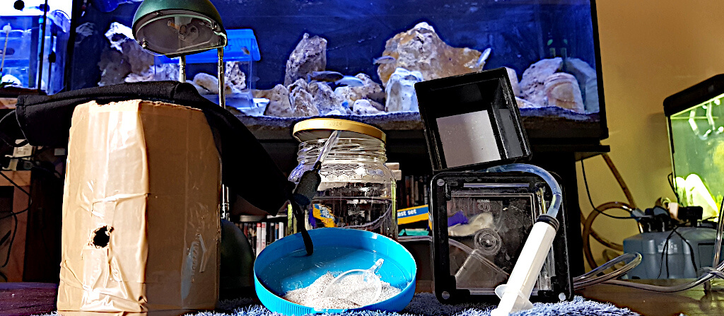 Occorrente per far schiudere le uova di artemia salina per i naupli vivi i miglior cibo per gli avannotti