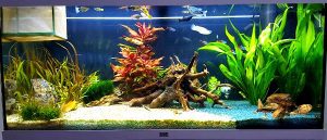 Allestimento piantumato