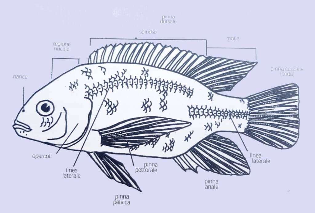 I Cichlidae: caratteristiche fondamentali in tutte le specie di Ciclidi