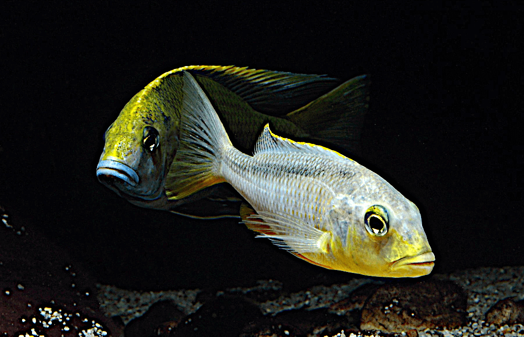 Due Ciclidi rappresentanti il mondo Cichlidae pesci meravigliosi per i nostri acquari