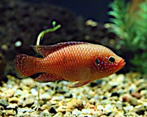 Cichlidae, specie pesce Ciclide Hemochromis bimaculatus