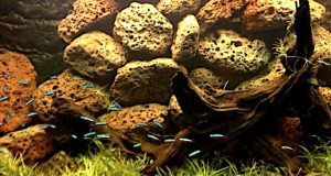 Il viraggio verso il Malawi