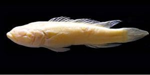 Un pesce Ciclide del mondo Cichlidae cieco 