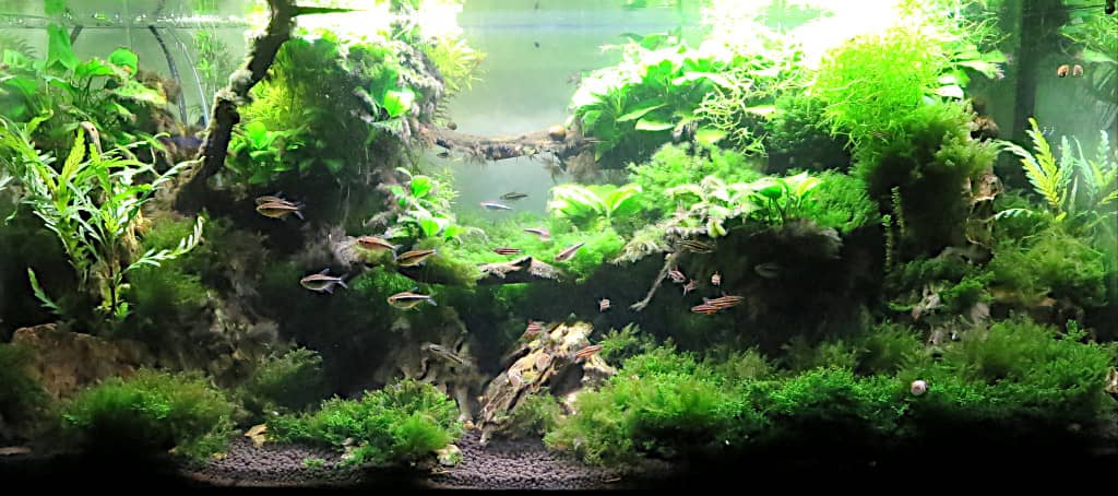 Acquario piantumato