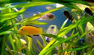 Piante vere per allestire un acquario di Ciclidi africani con Vallisneira gigantea