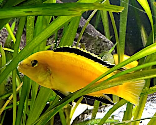 Labidochromis caeruleus in un acquario tropicale d'acqua dolce allestito per Ciclidi africani Mbuna con piante vere