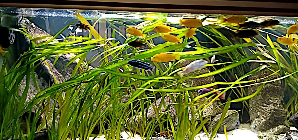 Come allestire un acquario di piante vere e predisporre e mettere per Ciclidi africani Mbuna