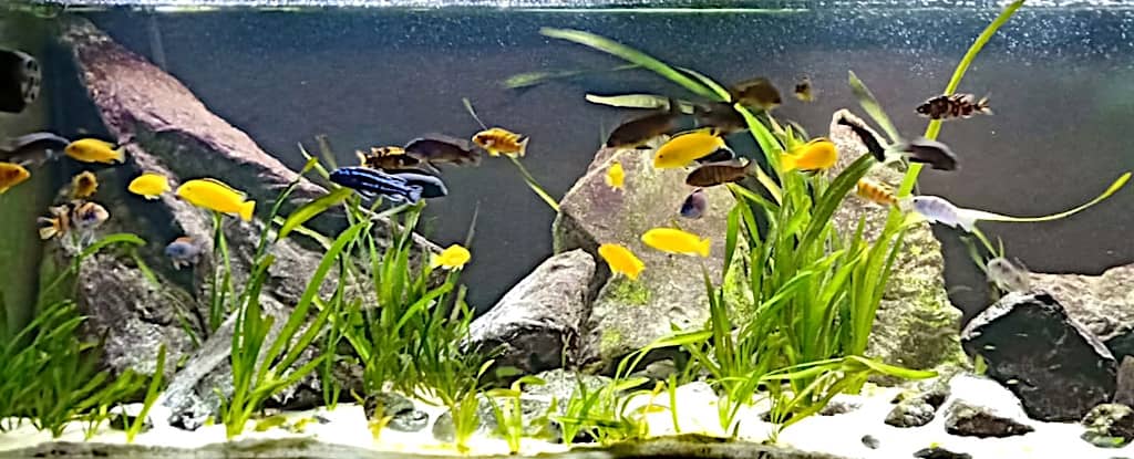 Come mettere piante vere per acquario e mettere per predisporre Ciclidi africani Mbuna