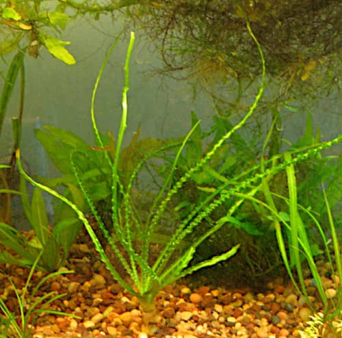 Come piantare Crinum Asiaticum Powellii Calamistratum in acquario