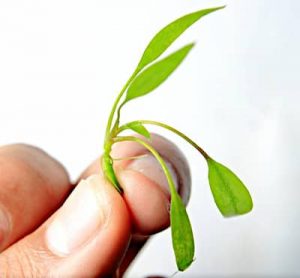 Come piantare in acquario la Cryptocoryne parva, wendtii, beckettii, lucens