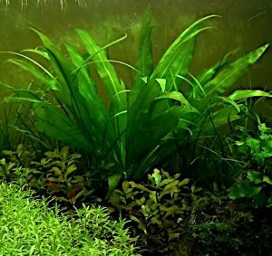 Echinodorus Bleheri, Come piantare in acquario