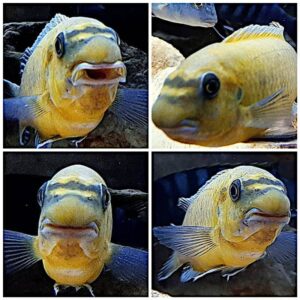 Per questi risultati occorre sapere come allestire un acquario di Ciclidi africani del lago Malawi d'acqua dolce: Labeotropheus trewavasae ochre Chilumba 