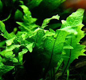 Come piantare o legare Microsorum pteropus o Felce di Giava in acquario