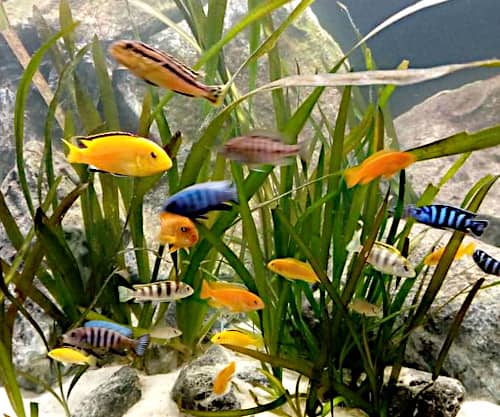 Vallisneria Gigantea, come allestire disporre e mettere piante vere in un acquario di ciclidi africani mbuna del malawi