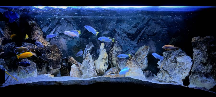 L'allestimento di un acquario d'acqua dolce di Ciclidi africani di Mbuna Malawi