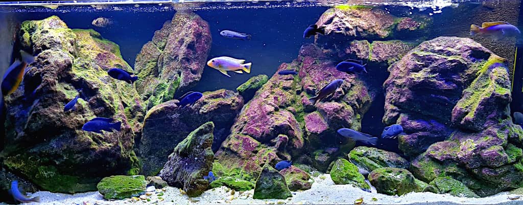 Ciclidi africani - Full Mbuna
