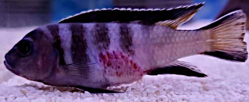 L'allestimento corretto di un acquario di l'aggressività e queste ferite ai pesciafricani evita