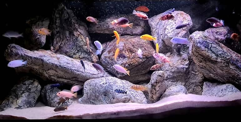 Un ottimo modo per allestire un acquario di Ciclidi africani Mbuna del Malawi