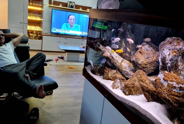 Come Allestire un Acquario di Ciclidi Africani e non avere problemi