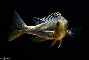 Dopo l'avvio dell'acquario senza piante arriverà questo Buccochromis rhoadesii Yellow