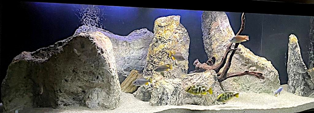 Un acquario Haps del Malawi avviato senza piante