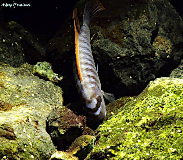 Cosa mangiano i pesci