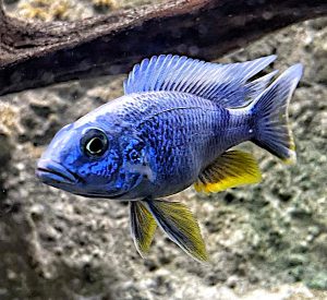 Ciclide Africano Haps Otopharynx Tetrastigma nell'acquario avviato senza piante