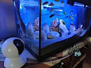 Un acquario piccolo nano con videocamera