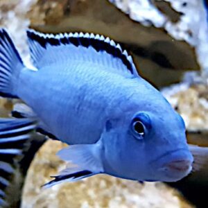 Pseudotropheus Socolofi