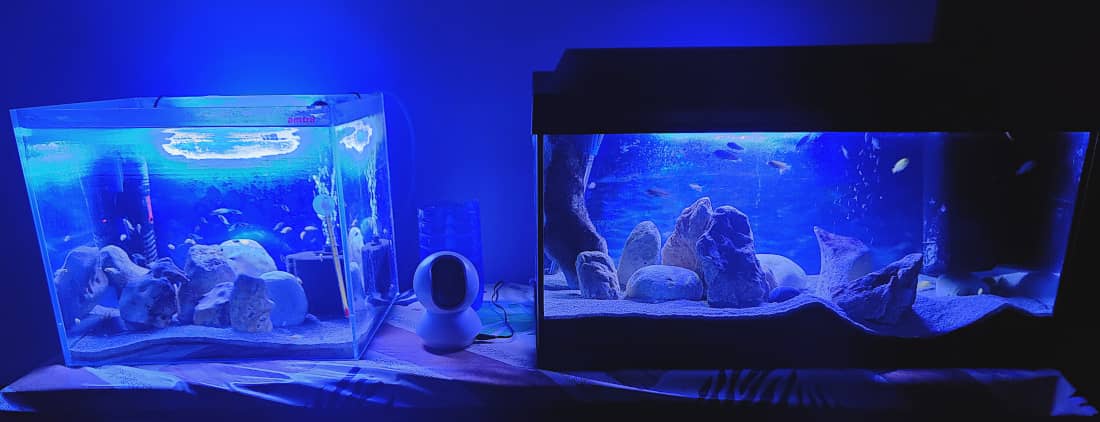 Acquario piccolo o nano da comprare online