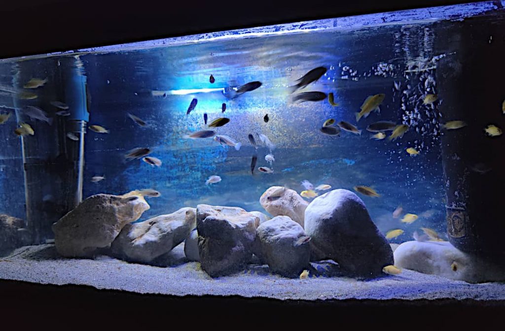 Comprare Piccolo Nano Acquario Online
