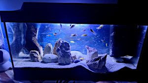 Ho voluto comprare il nano piccolo acquario online