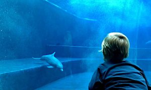 Acquari piccoli economici: nella foto un bimbo ne sogna uno grande. Meglio però gli piccoli acquari per casa