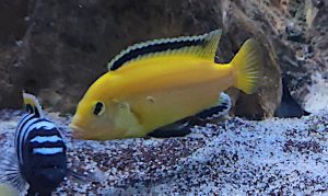 Ciclidi africani gialli lottano contro un altro Mbuna