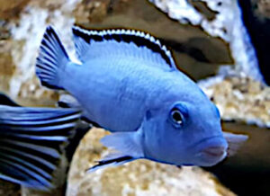 Pseudotropheus socolofi
