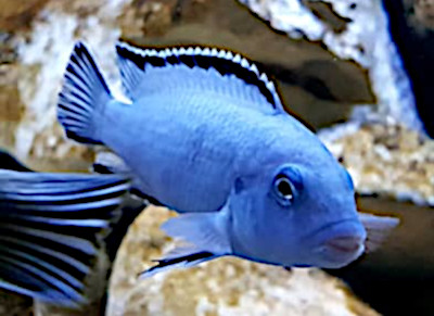 Pseudotropheus socolofi