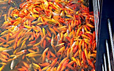 Ci vuole rispetto Non comprare troppi pesci d'acquario siti online, shop e acquisti