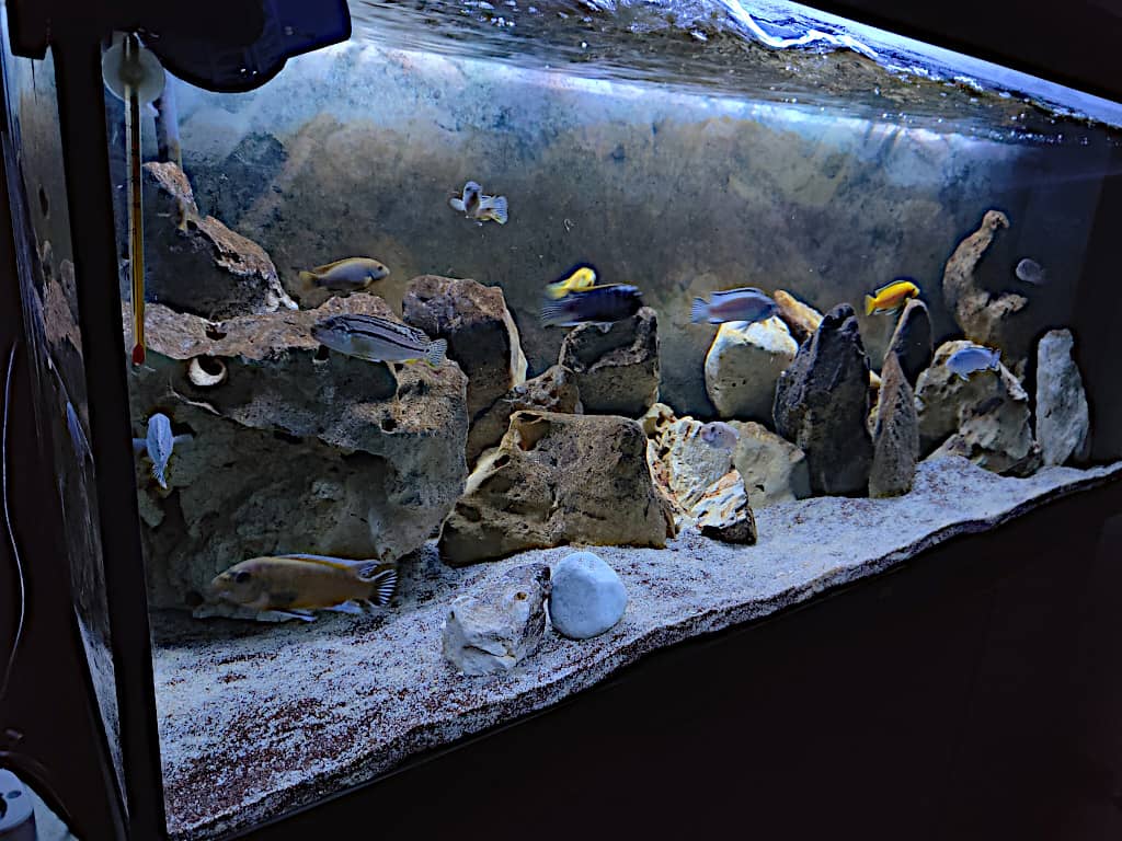 Puoi comprare pesci d'acquario siti online, shop e acquisti