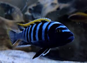 Cynotilapia red top Likoma