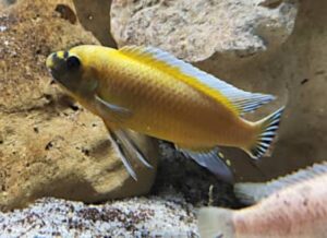 I prezzi nella vendita dei Ciclidi africani: Labeotropheus trewavasae ochre chilumba