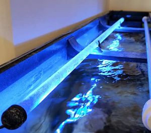 Led per acquario, la migliore illuminazione per i Ciclidi africani Mbuna