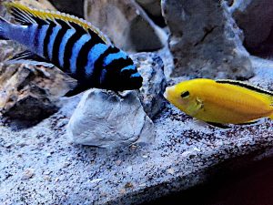 Labidochromis caeruleus Lion's Cove Mbowe: L'aggressività di un Ciclide africano giallo