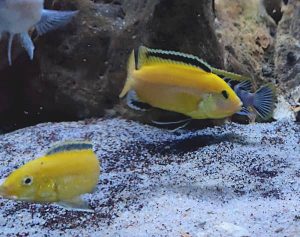 I colori sbiaditi del Labidochromis caeruleus Lion's Cove o Mbowe quando è sottomesso