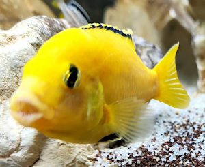 I denti affilati dei Labidochromis caeruleus Lion's Cove e Mbowe