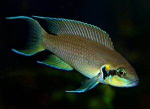 I prezzi nella vendita dei Ciclidi africani: Neolamprologus brichardi