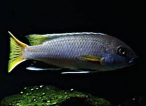 I prezzi nella vendita dei Ciclidi africani: Pseudotropheus Acei