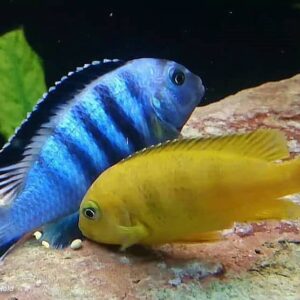 Pseudotropheus saulosi